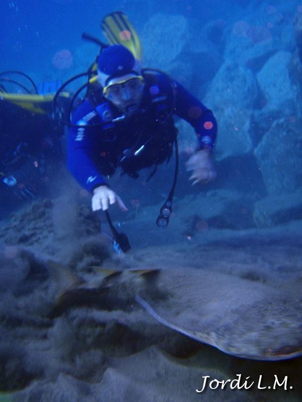 Angelote ( squatina squatina )12.jpg